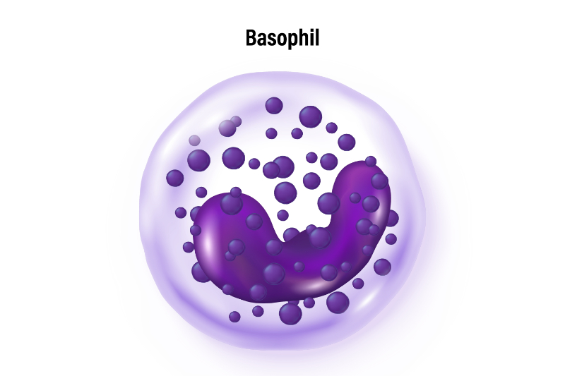 graphic of basophil