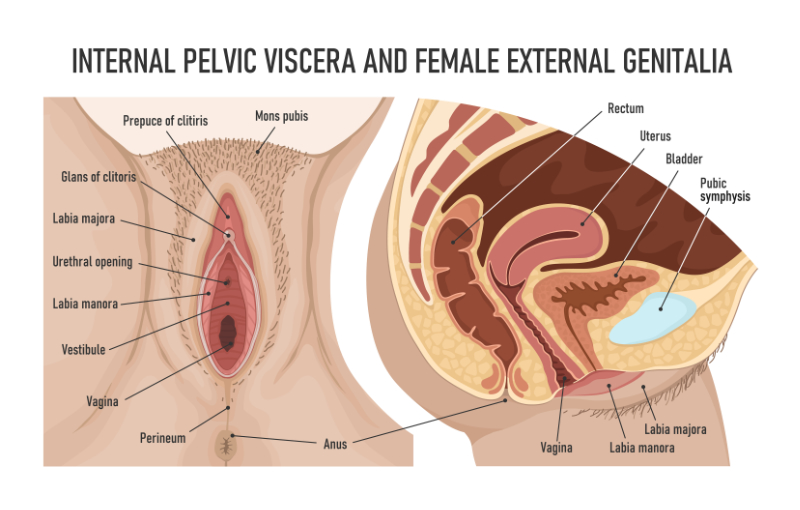 female pelvic viscera graphic