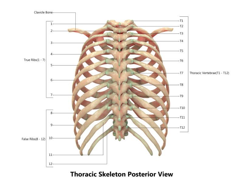 graphic showing thoracic spine from the skeleton posterior