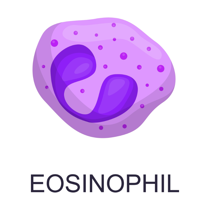graphic of eosinophil