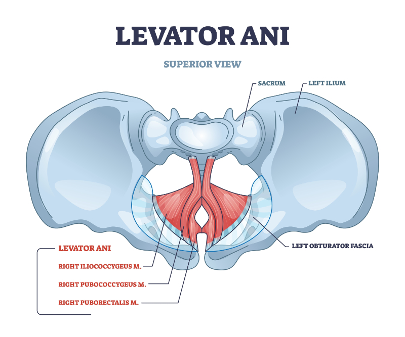 levator ani graphic