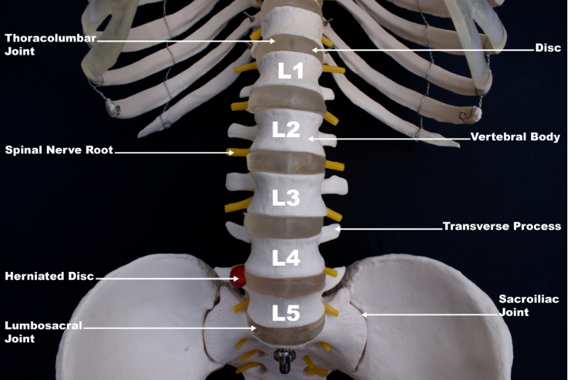image of the lumbar spine structure