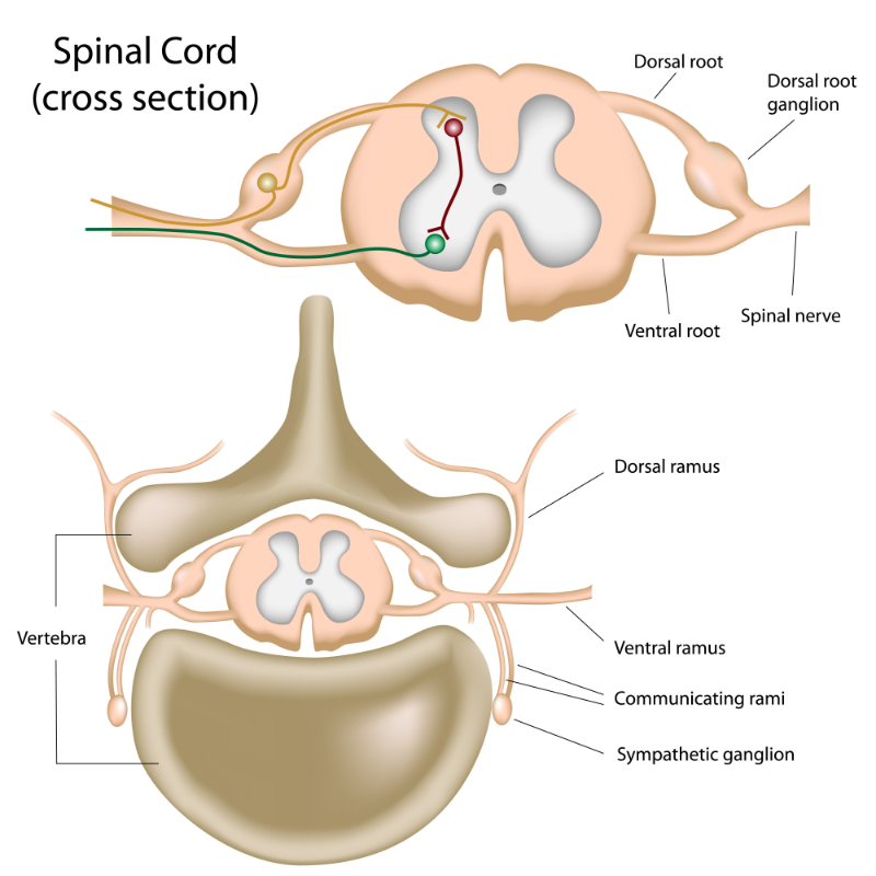 graphic showing the cross section of the spinal cord