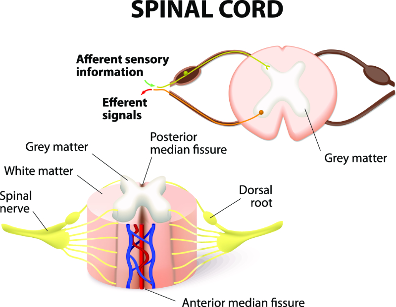 graphic showing afferent sensory information and anterior median fissure