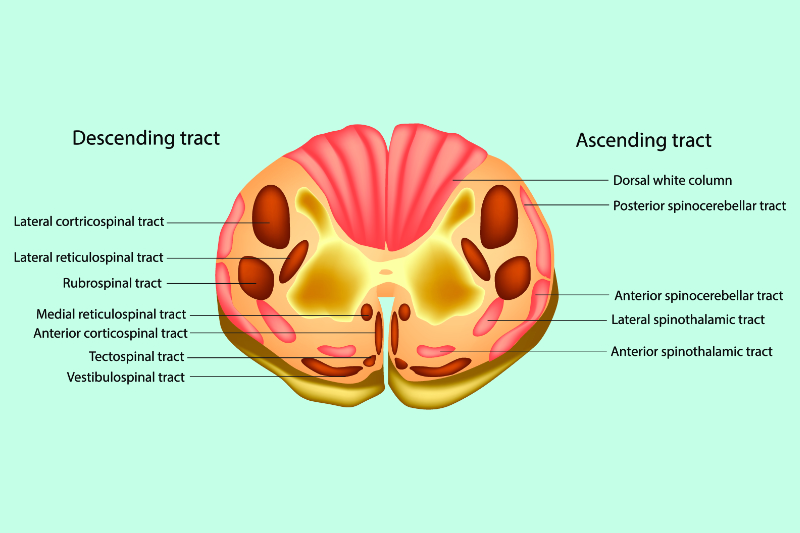 graphic showing the descending and ascending tracks of the spinal column