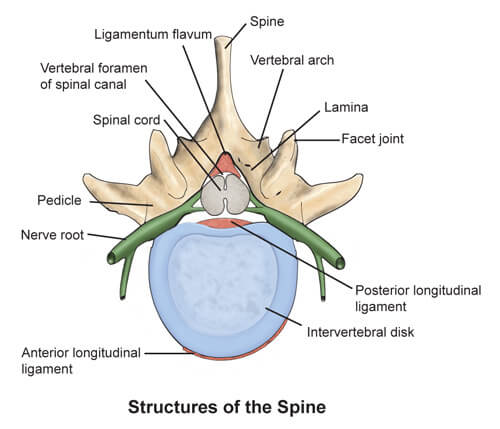 Structures of the Spine