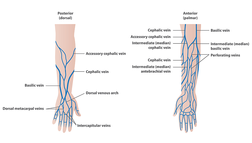 Veins for Venipuncture