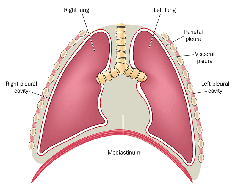 Figure 2: Mediastinum