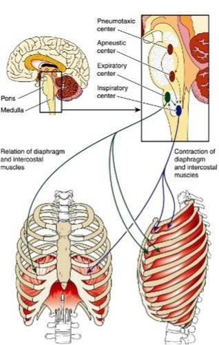 Muscles of Respiration