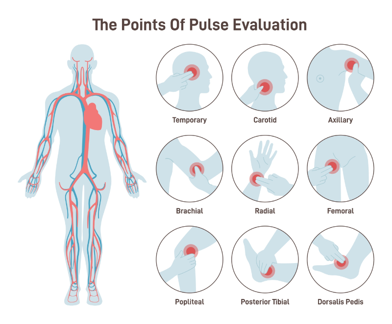 graphic showing points of pulse evaluation