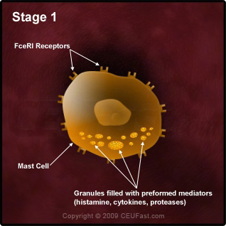 Degranulation Process in an Allergic Reaction - Stage 1