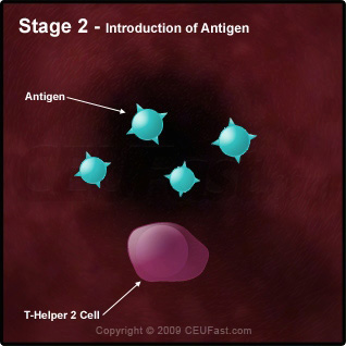 Degranulation Process in an Allergic Reaction - Stage 2