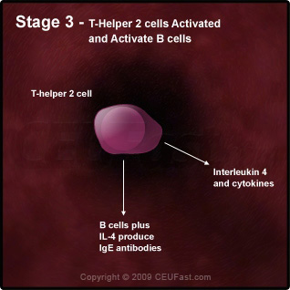 Degranulation Process in an Allergic Reaction - Stage 3