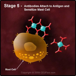 Degranulation Process in an Allergic Reaction - Stage 5