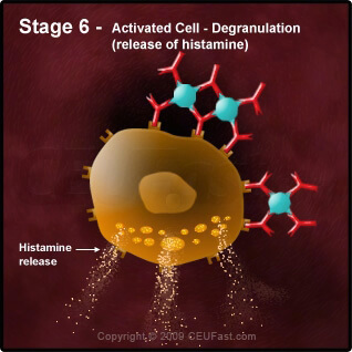 Degranulation Process in an Allergic Reaction - Stage 6