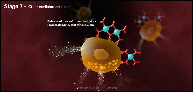 Degranulation Process in an Allergic Reaction - Stage 7